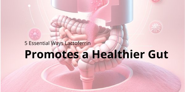 5 Essential Ways Lactoferrin Promotes a Healthier Gut - Lactoferrin Co.