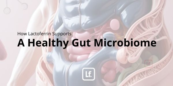 How Lactoferrin Supports a Healthy Gut Microbiome