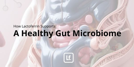 How Lactoferrin Supports a Healthy Gut Microbiome