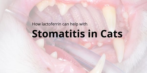 Lactoferrin for Stomatitis in Cats